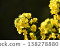 Rape blossoms 138278880