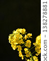 Rape blossoms 138278881