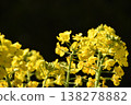 Rape blossoms 138278882