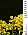 Rape blossoms 138278883