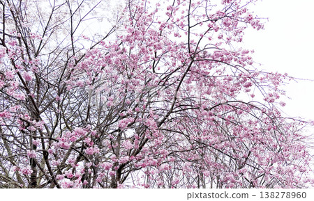 Cherry Blossoms Cherry Blossoms 138278960