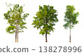 Collection of various isolated trees on white background with clipping path. 138278996