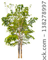various isolated trees on white background with clipping path. 138278997