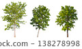 Collection of various isolated trees on white background with clipping path. 138278998