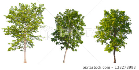Collection of various isolated trees on white background with clipping path. Collection of various isolated trees on white background with clipping path. 138278998