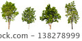Collection of various isolated trees on white background with clipping path. 138278999