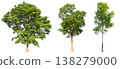 Collection of various isolated trees on white background with clipping path. 138279000