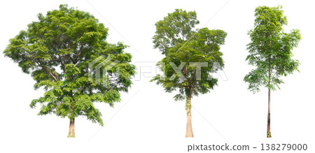 Collection of various isolated trees on white background with clipping path. 138279000