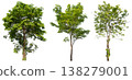 Collection of various isolated trees on white background with clipping path. 138279001