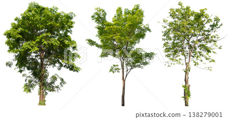Collection of various isolated trees on white background with clipping path. Collection of various isolated trees on white background with clipping path. 138279001