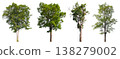 Collection of various isolated trees on white background with clipping path. 138279002