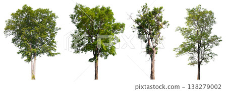 Collection of various isolated trees on white background with clipping path. 138279002