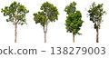 Set of isolated tree silhouettes with clipping path for easy masking. 138279003