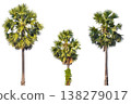 set of palm trees isolated on white background 138279017