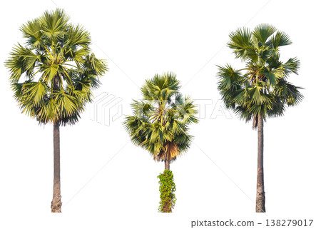 set of palm trees isolated on white background set of palm trees isolated on white background 138279017