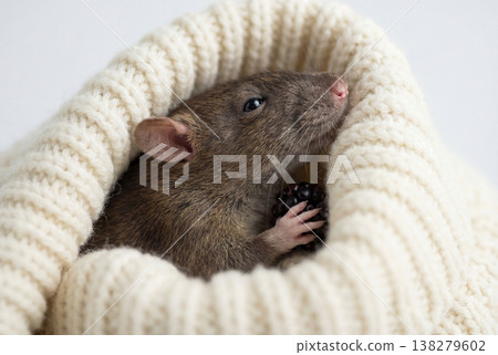 Small brown rat curled up cozily inside a white knitted sweater 138279602
