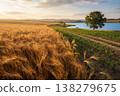 Golden wheat field with dirt path leading to a lake at sunset 138279675