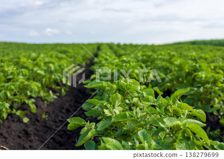 Vibrant potato plant leaves stretch upwards in rows, basking in the warm sun and showcasing the beauty of farming life in a fertile landscape 138279699