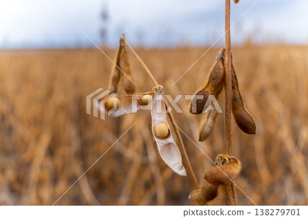 Close up view reveals plump soybeans resting in their pods, surrounded by dried stalks in a farm field beneath an overcast sky Close up view reveals plump soybeans resting in their pods, surrounded by dried stalks in a farm field beneath an overcast sky 138279701