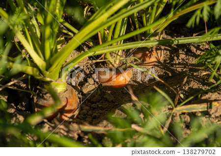 Close up view of carrots nestled in dark earth, their bright tops reaching toward a clear sky, showcasing the beauty of farm life in full bloom Close up view of carrots nestled in dark earth, their bright tops reaching toward a clear sky, showcasing the beauty of farm life in full bloom 138279702