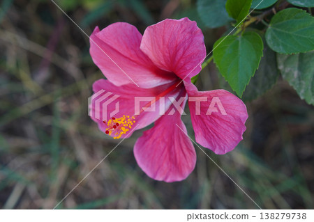 beautiful pink and red and yellow pollen hibiscus flower in green leaves and green branch, blur nature background, nature, decor, fashion, copy space 138279738