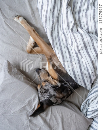spotted dog sleeps in bed under a blanket. the pet is resting after a walk. adorable dog in bed. spotted dog sleeps in bed under a blanket. the pet is resting after a walk. adorable dog in bed. 138279937
