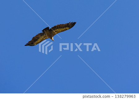 Vulture bird in flight over canyon Gorges du Verdon, Provence in France 138279963