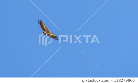 Vulture bird in flight over canyon Gorges du Verdon, Provence in France 138279966