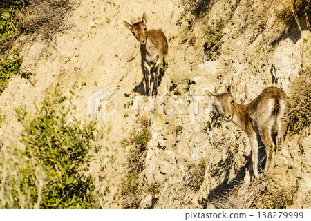 Wild goats spanish ibex on nature, Andalicia Spain Wild goats spanish ibex on nature, Andalicia Spain 138279999