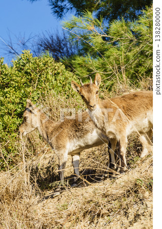 Wild goats spanish ibex on nature, Andalicia Spain Wild goats spanish ibex on nature, Andalicia Spain 138280000