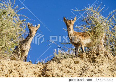 Wild goats spanish ibex on nature, Andalicia Spain 138280002
