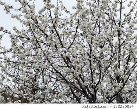 White cherry blossoms spreading across twisting branches in a dense spring canopy near urban greenery. Seasonal flowering tree texture, ornamental landscape detail and botanical renewal outdoors White cherry blossoms spreading across twisting branches in a dense spring canopy near urban greenery. Seasonal flowering tree texture, ornamental landscape detail and botanical renewal outdoors 138280084