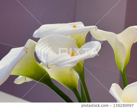 White calla lilies in glass vase on minimal interior surface. Floral arrangement, home decoration, modern interior styling and botanical elegance with natural light 138280097