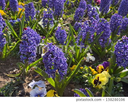Purple hyacinths and pansies blooming together in a sunny spring flowerbed composition. Seasonal landscaping, ornamental bulb planting, public garden maintenance and vibrant botanical variety outdoors Purple hyacinths and pansies blooming together in a sunny spring flowerbed composition. Seasonal landscaping, ornamental bulb planting, public garden maintenance and vibrant botanical variety outdoors 138280106