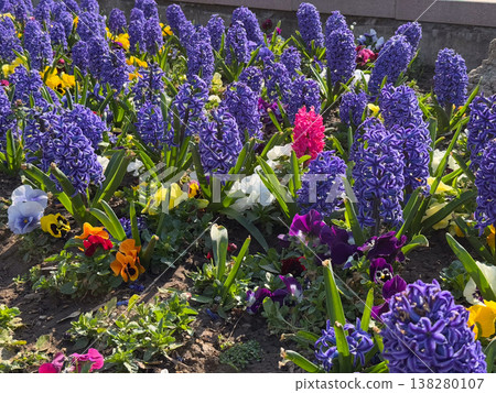 Purple hyacinths and pansies blooming together in a sunny spring flowerbed composition. Seasonal landscaping, ornamental bulb planting, public garden maintenance and vibrant botanical variety outdoors 138280107