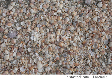 There are many beautiful shells on the seashore. 138280140