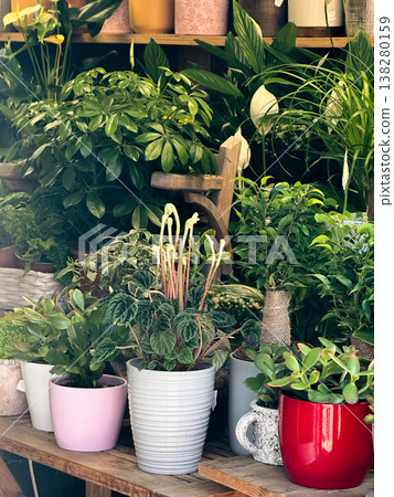 Lush collection of houseplants in assorted pots displayed on wooden shelves inside a plant shop. Indoor greenery styling, urban jungle decor and botanical retail inspiration for home interiors 138280159