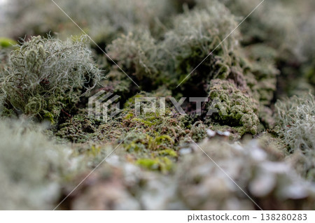 Old Tree Bark Surface with Green and Grey Lichen Close-Up Old Tree Bark Surface with Green and Grey Lichen Close-Up 138280283