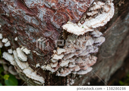 White Shelf Fungi on Tree Bark White Shelf Fungi on Tree Bark 138280286