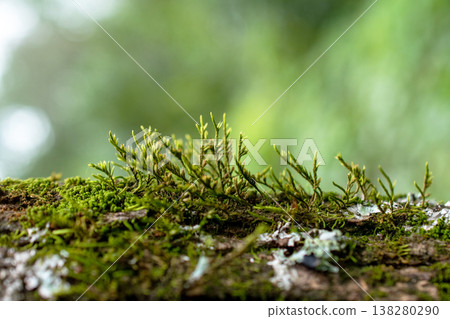 Lush Green Moss Growing on Wooden Branch in Nature 138280290