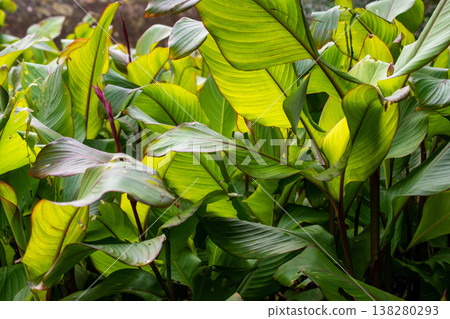 Lush Tropical Canna Plant Foliage with Vibrant Green Leaves Background Lush Tropical Canna Plant Foliage with Vibrant Green Leaves Background 138280293