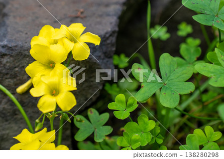 Vibrant Yellow Oxalis Flowers and Green Clover Leaves Vibrant Yellow Oxalis Flowers and Green Clover Leaves 138280298