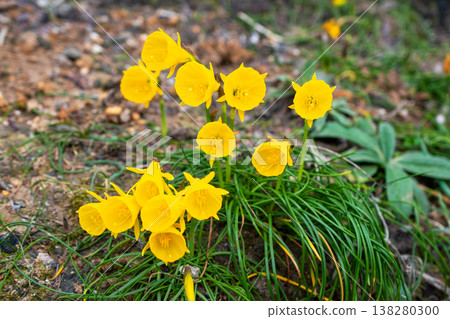 Small Yellow Bell Shaped Wildflowers Blooming in Rocky Terrain Small Yellow Bell Shaped Wildflowers Blooming in Rocky Terrain 138280300