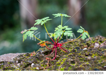 Small Green Plant Growing on Mossy Rock Small Green Plant Growing on Mossy Rock 138280304
