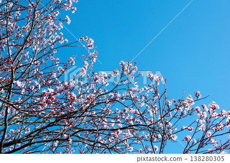 Springtime Cherry Blossoms with Bright Blue Sky Background Springtime Cherry Blossoms with Bright Blue Sky Background 138280305