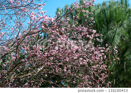 Vibrant Cherry Blossoms Against a Sunny Blue Sky in Spring 138280453
