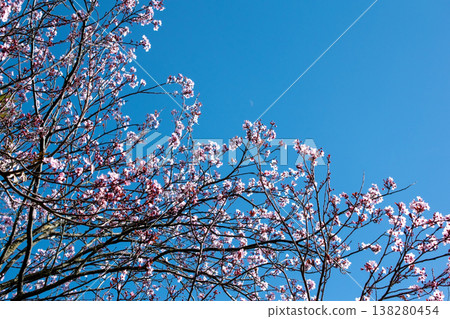 Pink Cherry Blossoms Against a Clear Blue Sky in Spring 138280454