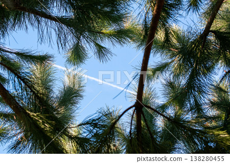 Looking Up Through Pine Branches at Blue Sky with Contrail 138280455