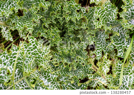 Milk Thistle Plant with Green and White Variegated Leaves Milk Thistle Plant with Green and White Variegated Leaves 138280457