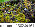 Vibrant Green Moss Growing on a Decaying Tree Stump 138280461
